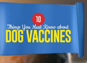 개 백신에 대해 알아야 할 10가지 사항