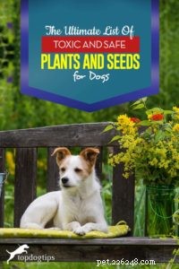 Den ultimata listan över giftiga och säkra växter, frön för hundar