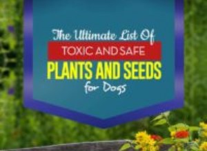 Úplný seznam toxických a bezpečných rostlin, semena pro psy