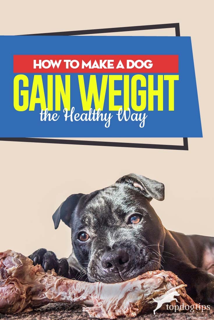 Hur får man en hund att gå upp i vikt på ett hälsosamt sätt