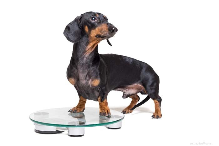 8 viktminskningstillägg för hundar