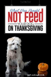Wat u uw honden niet mag voeren tijdens Thanksgiving