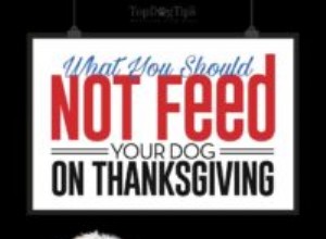Чем нельзя кормить собак в День благодарения