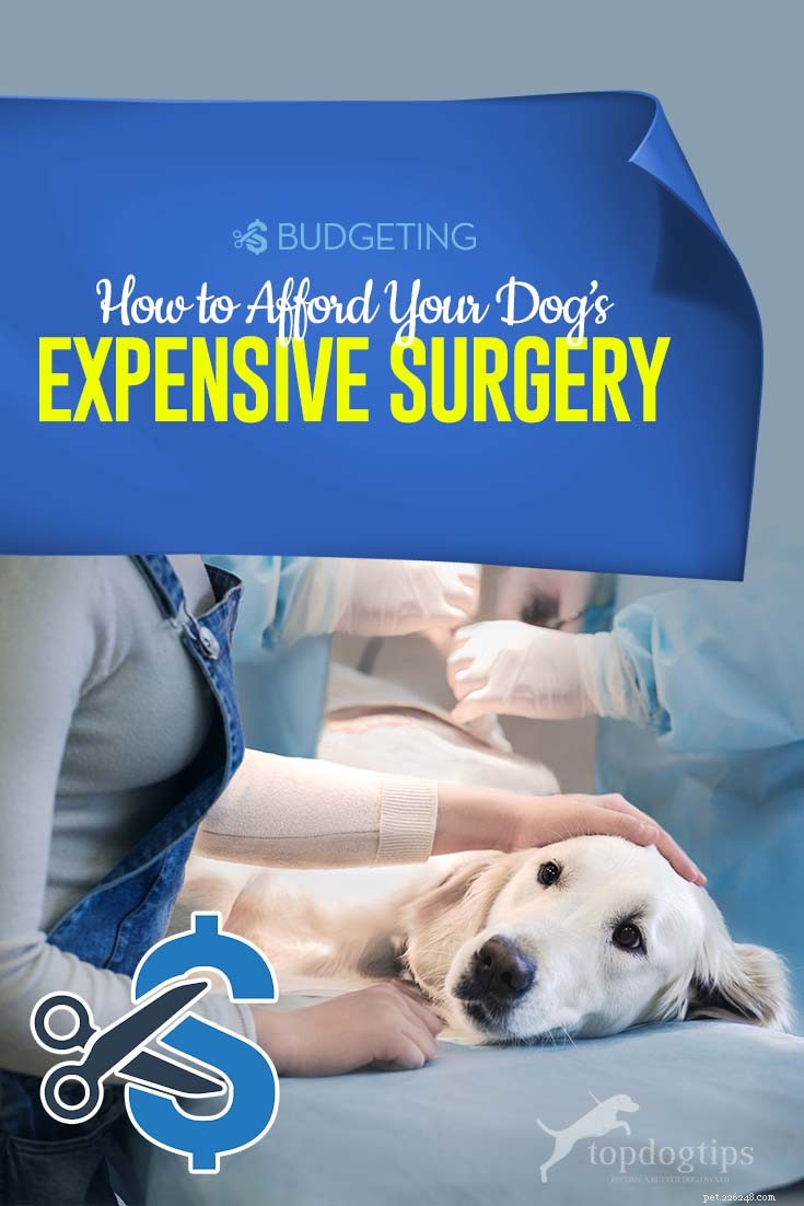 Comment s offrir une chirurgie coûteuse pour animaux de compagnie