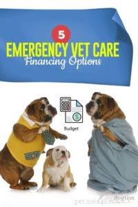 5 finansieringsalternativ för akut veterinärvård