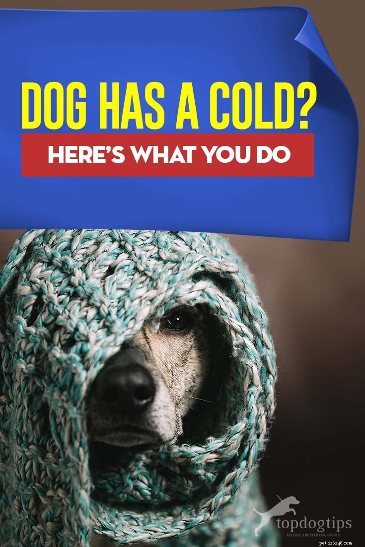 Min hund är förkyld. Vad gör jag?