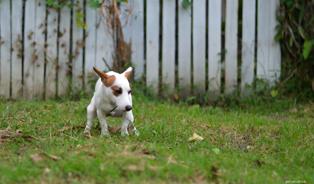 13 научно обоснованных способов борьбы с глистами у собак