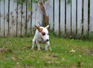 13 научно обоснованных способов борьбы с глистами у собак