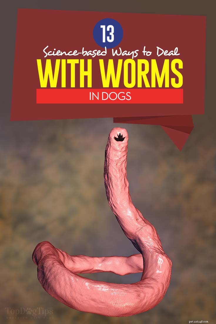 13 maneiras científicas de lidar com vermes em cães