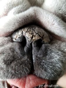 Wat betekent het als de neus van een hond droog is?