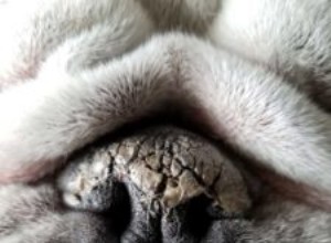 Co to znamená, když má pes suchý nos?