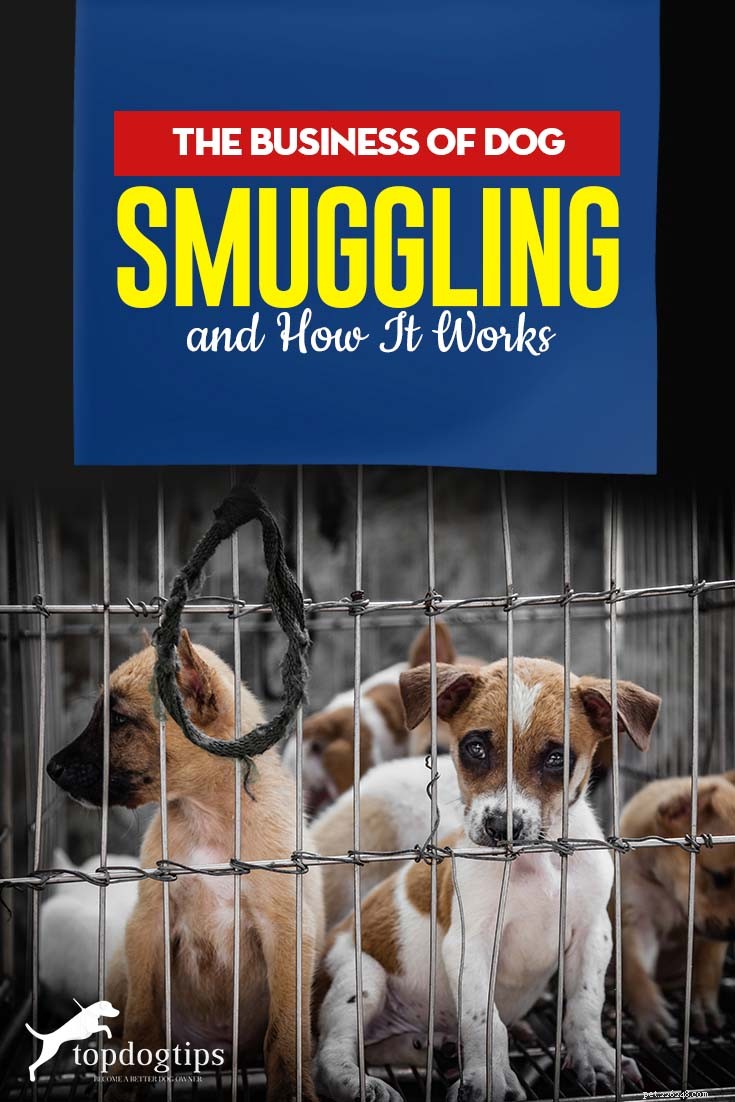 O negócio do contrabando de cães e como ele funciona