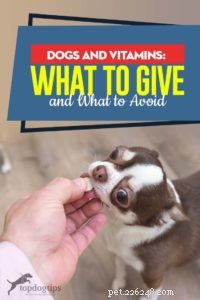 Hundar och vitaminer:vad man ska ge och vad man ska undvika