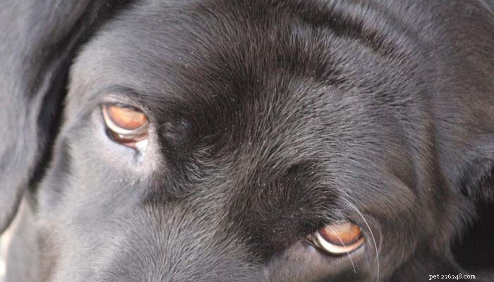 Mjäll för hund:6 olika orsaker, förebyggande och behandling