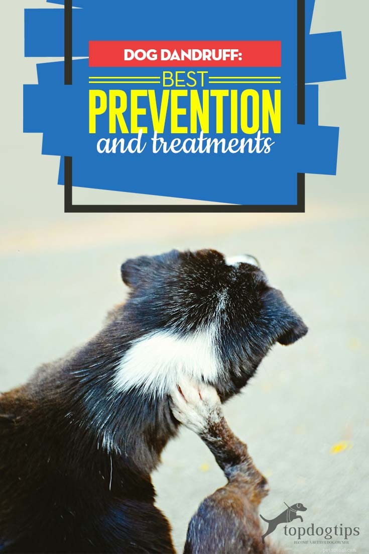 犬のフケ：6つの異なる原因、予防と治療 