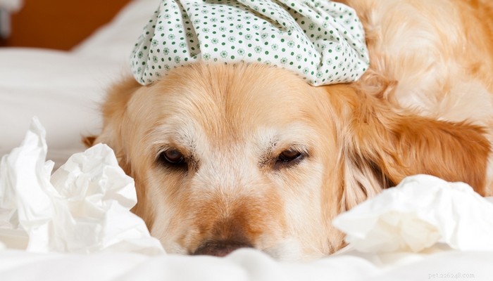 Comment savoir si votre chien a un rhume