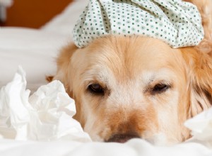 개가 감기에 걸렸는지 확인하는 방법