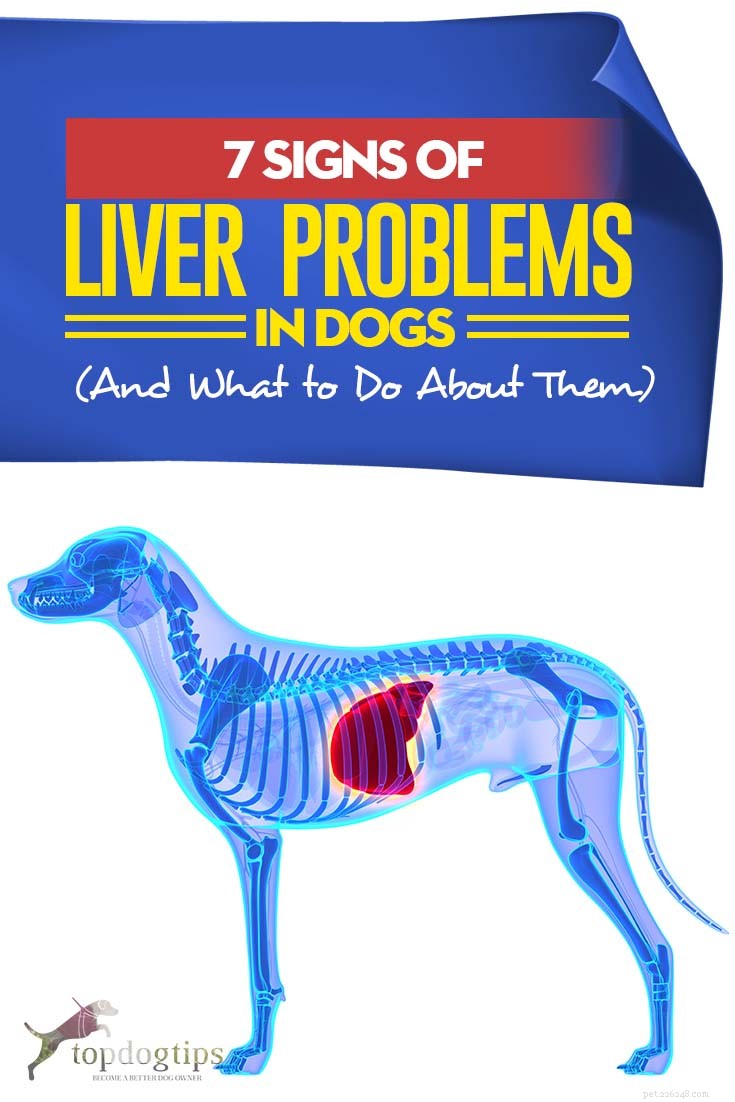 7 tecken på leverproblem hos hundar (och vad man ska göra åt dem)