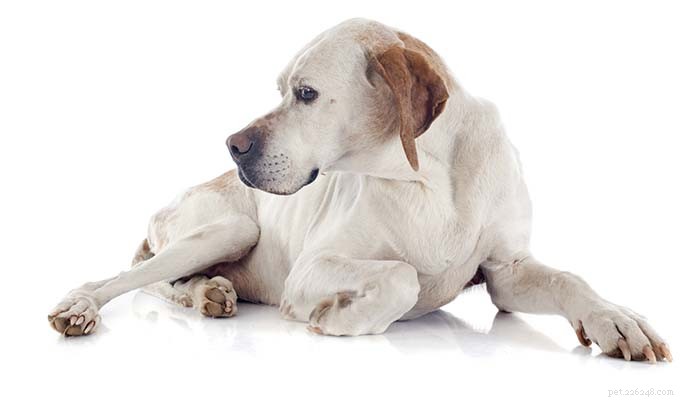 7 tecken på leverproblem hos hundar (och vad man ska göra åt dem)