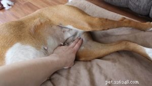 Normale hartslag voor honden:belangrijke dingen om te weten