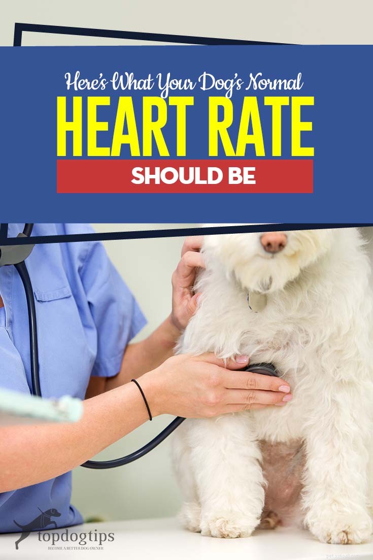 개를 위한 정상 심박수:알아야 할 중요 사항