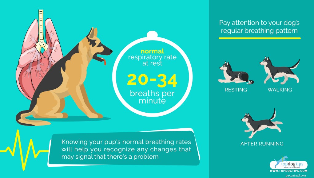 Проблемы с дыханием у собак:как их обнаружить и что делать