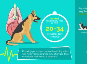 Problemas respiratórios em cães:como identificá-los e o que fazer