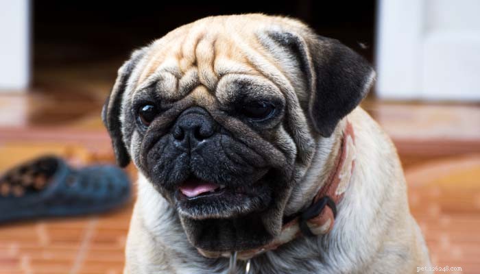 Проблемы с дыханием у собак:как их обнаружить и что делать