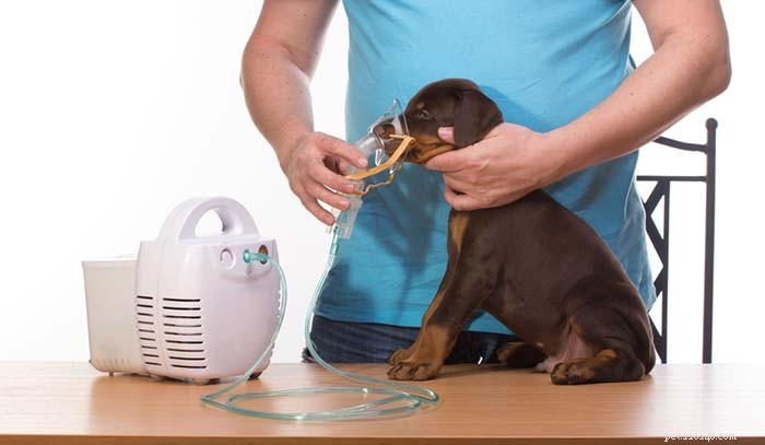 Problemas respiratórios em cães:como identificá-los e o que fazer