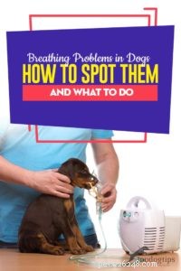 개의 호흡 문제:개를 발견하는 방법 및 해야 할 일