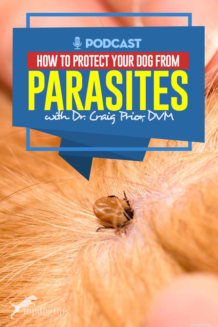 톱 #77:기생충으로부터 개를 보호하는 방법