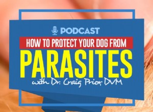 TOP #77 :Comment protéger votre chien des parasites