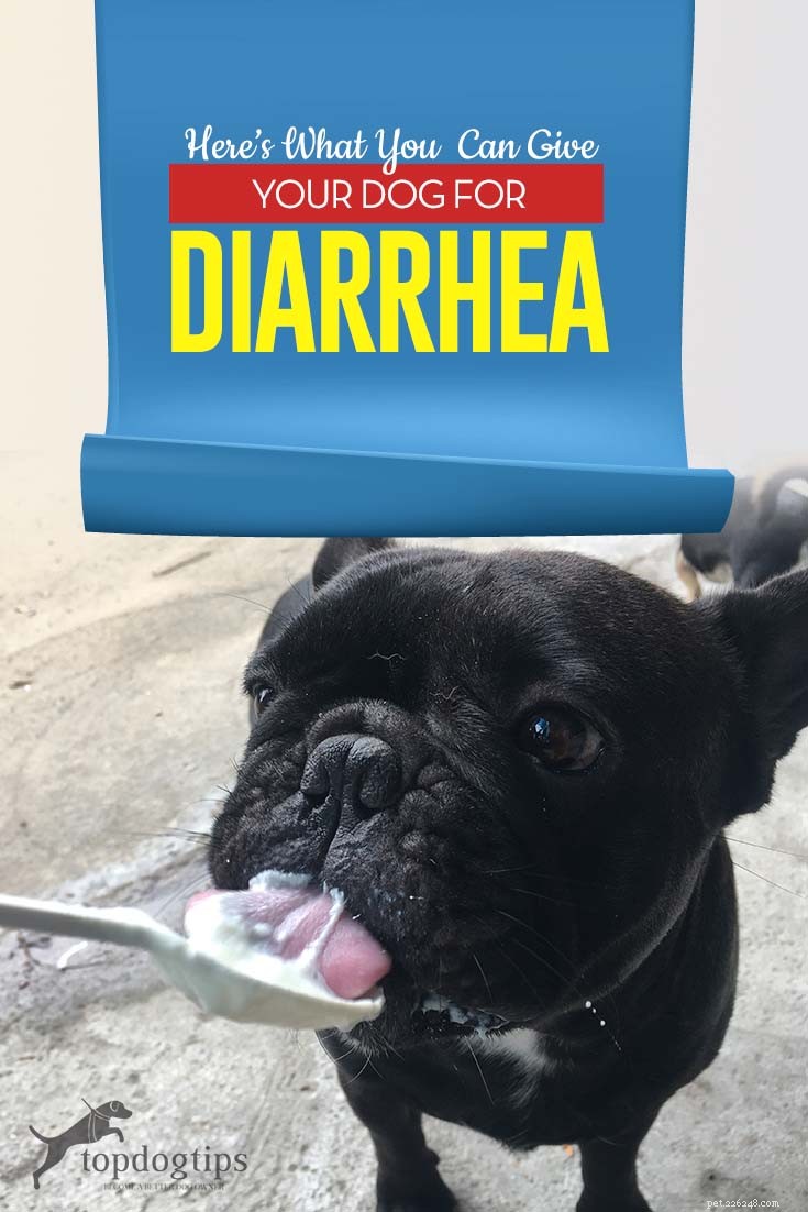 O que posso dar ao meu cão para diarreia?