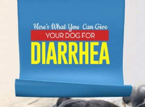 Что я могу дать своей собаке от диареи?