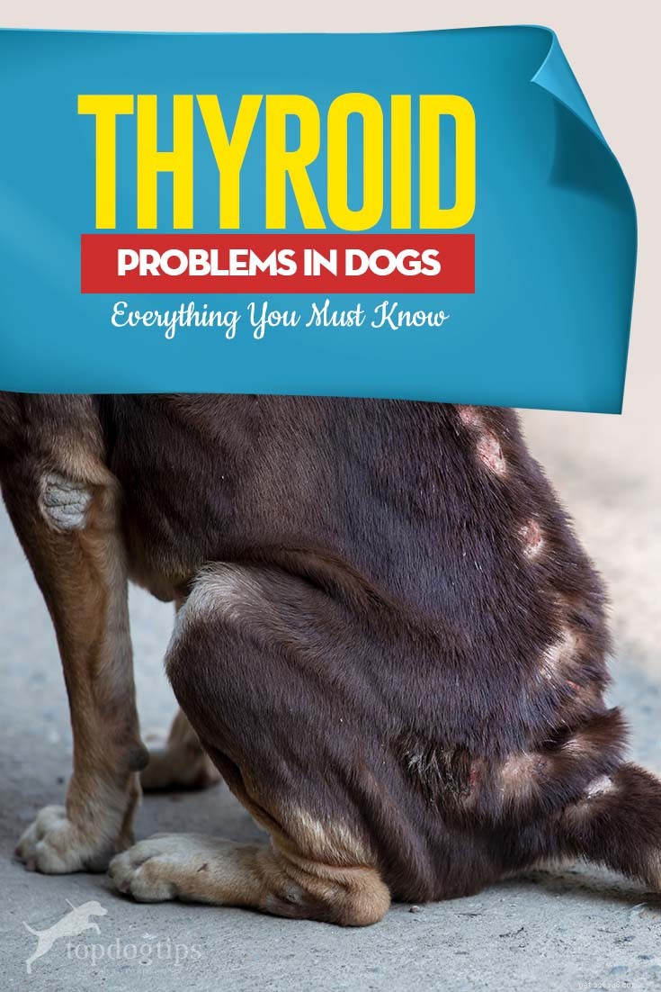 Problemas comuns de tireoide em cães e o que fazer com eles