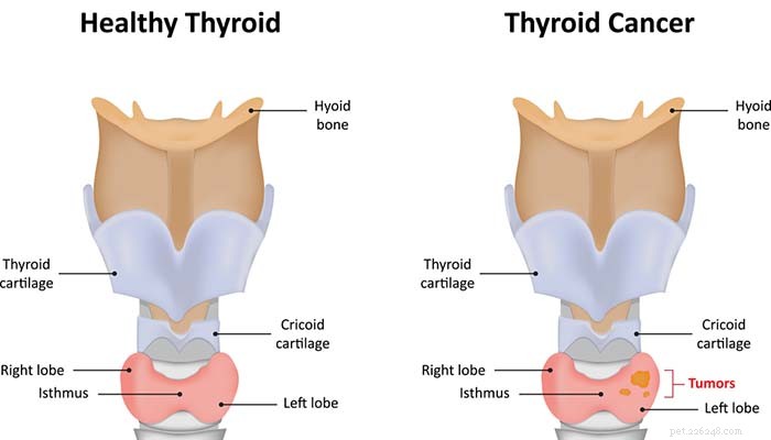 Problemi comuni alla tiroide nei cani e cosa fare al riguardo