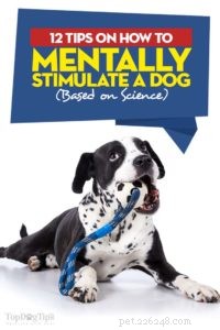 개를 정신적으로 자극하는 방법에 대한 12가지 팁(과학 기반)