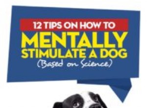 12 dicas sobre como estimular mentalmente um cão (com base na ciência)