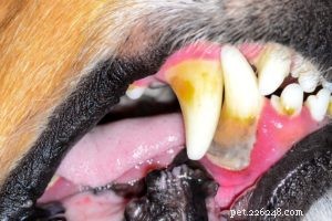 Hur man gör hundtandkräm som är säker och effektiv