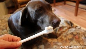 安全で効果的な犬の歯磨き粉の作り方 