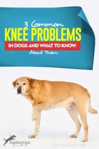 3 veelvoorkomende knieproblemen bij honden en wat u erover moet weten