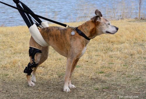 3 vanliga knäproblem hos hundar och vad man ska veta om dem