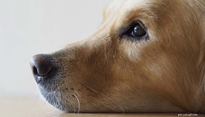 Dépression chez le chien :symptômes, causes et traitements