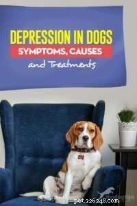 Depressie bij honden:symptomen, oorzaken en behandelingen