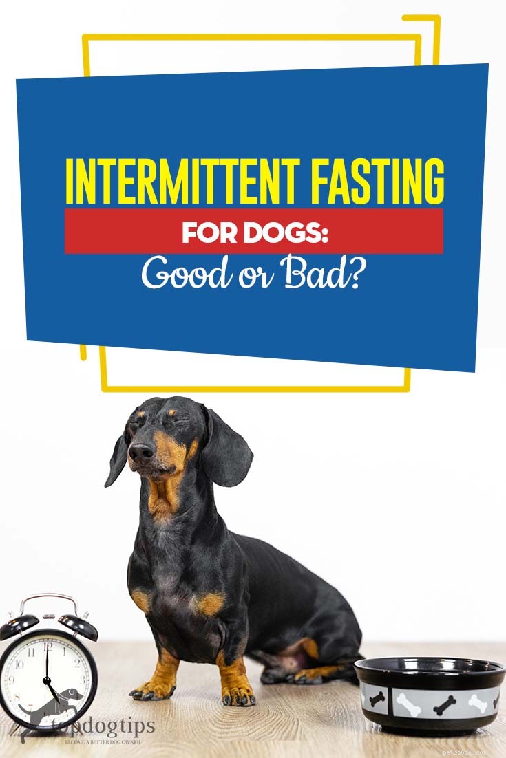 Intermittent fasta för hundar:bra eller dåligt?
