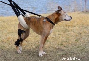 犬の股関節の問題の5つの兆候（そして何をすべきか） 