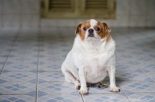 5 signes de problèmes de hanche chez les chiens (et que faire)