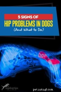 5 признаков проблем с тазобедренным суставом у собак (и что делать)