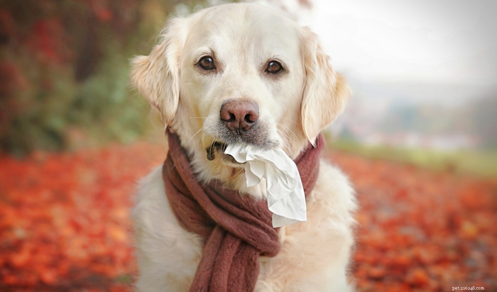 Como tratar a gripe canina e quando consultar seu veterinário