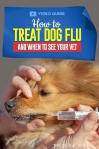 犬インフルエンザの治療方法と獣医をいつ見るか 